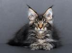 Ustinya Polydactyl - Maine Coon Kitten For Sale - Houston, TX, US