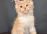 Irwin - Maine Coon Kitten For Sale - Houston, TX, US