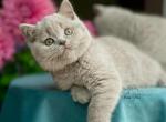 Darvin - British Shorthair Kitten For Sale - Houston, TX, US