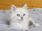 Aron - Siberian Kitten For Sale - Houston, TX, US