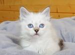 Astron - Siberian Kitten For Sale - Gurnee, IL, US