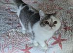 Sky - Scottish Straight Kitten For Sale - 