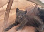 7 kittens - Russian Blue Kitten For Sale - Indianola, IA, US