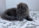 Tiffany SFS - Scottish Fold Kitten For Sale - Chicago, IL, US