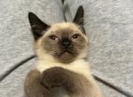 Bunny - Siamese Kitten For Sale - McLean, VA, US