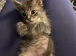 Ash - American Longhair Kitten For Sale - IL, US