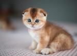 Chloe - Scottish Fold Kitten For Sale - 