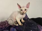 Sugar - Devon Rex Kitten For Adoption - Port Richey, FL, US