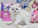 Kitty hi & she - British Shorthair Kitten For Sale - MA, US