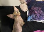 Tiny - Devon Rex Kitten For Sale - 