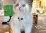 Oscar - Ragdoll Kitten For Sale - Las Vegas, NV, US