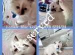 1 Female Ragdoll Baby - Ragdoll Kitten For Sale - Bettendorf, IA, US