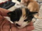 2 females 1 male - Domestic Kitten For Adoption - 