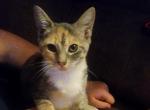 Kittens - American Shorthair Kitten For Sale - Orange, MA, US