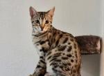 Goochi - Bengal Kitten For Sale - Palmdale, CA, US