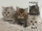 Misty star bolt and storm - Persian Kitten For Sale - Running Springs, CA, US