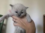 Junes babies - Ragdoll Kitten For Sale - Spokane, WA, US