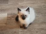 Summer Kittens - Ragdoll Kitten For Sale - TX, US