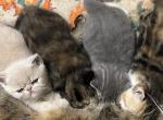 NEW LITTERS ARE HERE - Exotic Kitten For Sale - CT, US