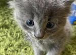 Sunny - Domestic Kitten For Sale - 