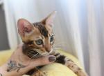 Bengal boy - Bengal Kitten For Sale - Lancaster, CA, US