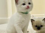 Green Boy Ragdolls TICA - Ragdoll Kitten For Sale - 