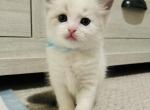 Blue Boy Ragdolls TICA - Ragdoll Kitten For Sale - 