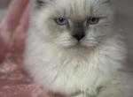 Muffin - Himalayan Kitten For Sale - IL, US