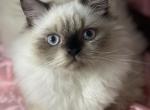 Nugget - Himalayan Kitten For Sale - IL, US