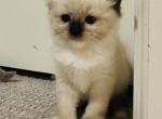 Sky Girl Ragdolls TICA - Ragdoll Kitten For Sale - Murrieta, CA, US