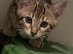 Jun - Bengal Kitten For Sale - Reno, NV, US