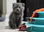 DA - Scottish Fold Kitten For Sale - 