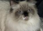 Ariel - Himalayan Kitten For Sale - IL, US