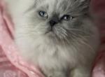 Harley - Himalayan Kitten For Sale - IL, US