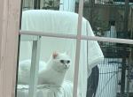 JJ 6 - Minuet Cat For Sale - 