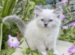 Maizyy ready August 27 - Ragdoll Kitten For Sale - Mount Joy, PA, US