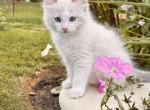 Bicolor Miles ready August 27 bicolor - Ragdoll Kitten For Sale - 