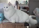 JJ 7 - Minuet Cat For Sale - 