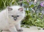 Mary ready August 27 - Ragdoll Kitten For Sale - 