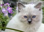 Mick ready August 27 - Ragdoll Kitten For Sale - 