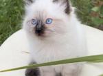 Lindsey ready August 27 - Ragdoll Kitten For Sale - Mount Joy, PA, US