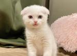 Jetaime - Scottish Fold Kitten For Sale - 