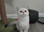 Verona - Scottish Straight Kitten For Sale - 