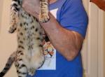 Eros - Savannah Kitten For Sale - Winter Garden, FL, US