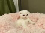 Belle - Scottish Fold Kitten For Sale - Sherman Oaks, CA, US