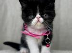 Exotics - Exotic Kitten For Sale - 