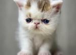 Exotics - Exotic Kitten For Sale - 