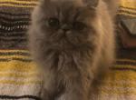 Bluewee persian grey girl - Persian Kitten For Sale - MA, US