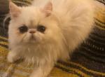 White persian male kitten - Persian Kitten For Sale - 