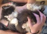 Black and white persian kitten - Persian Kitten For Sale - MA, US